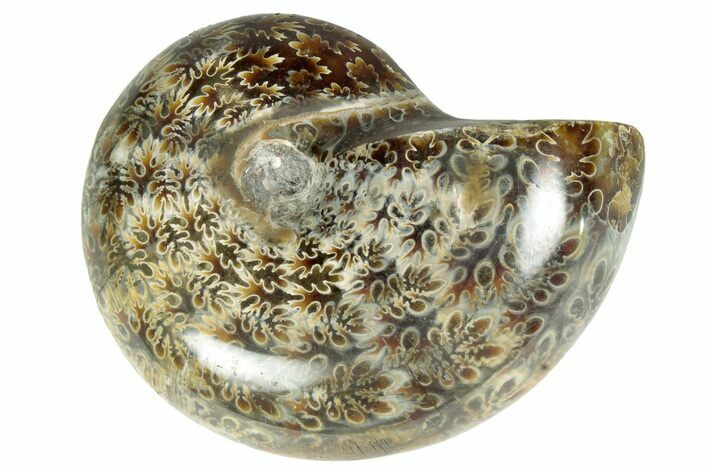 Polished Agatized Ammonite (Phylloceras?) Fossil - Madagascar #230126